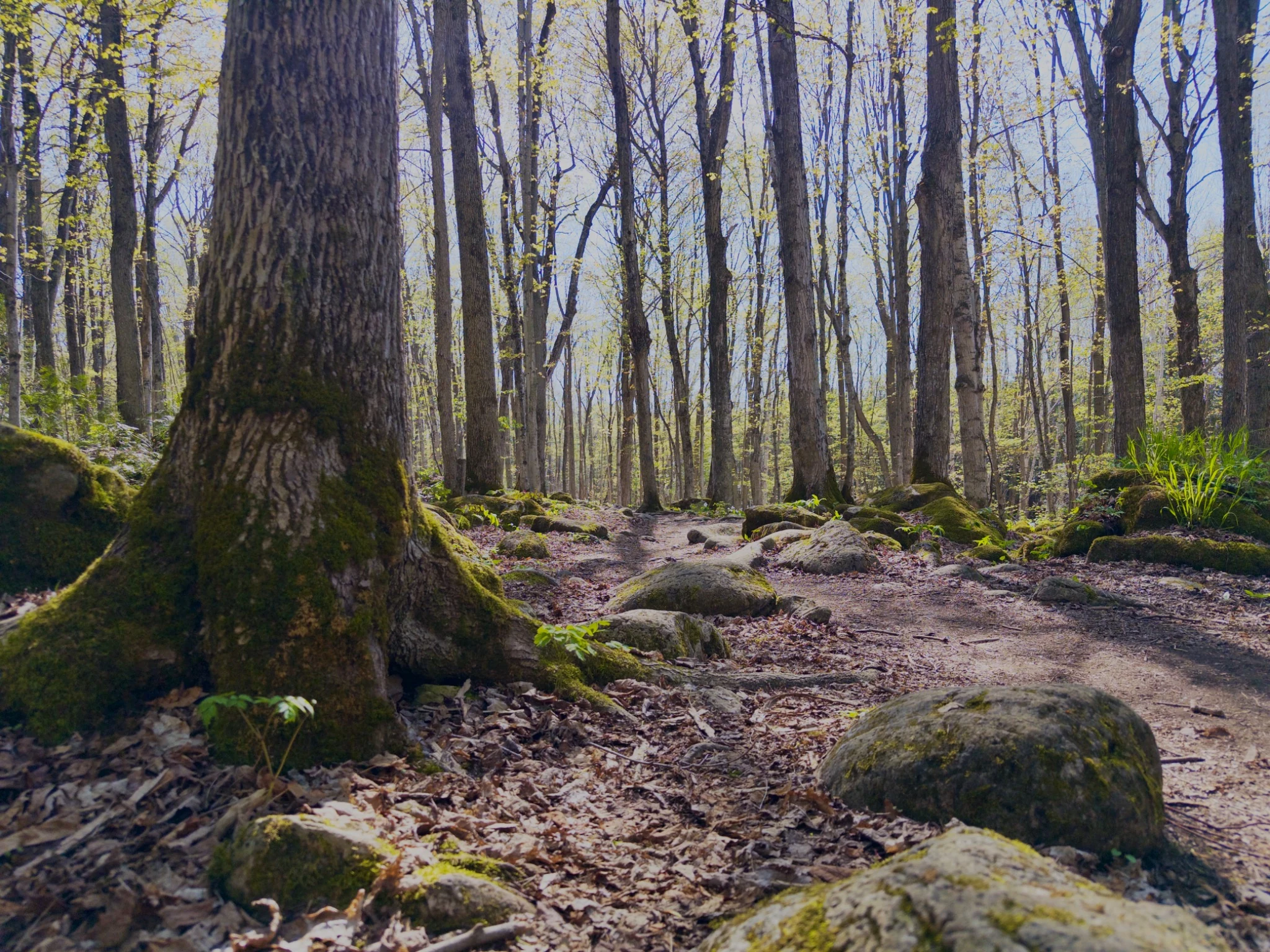 Forest trail at Bruce’s Caves